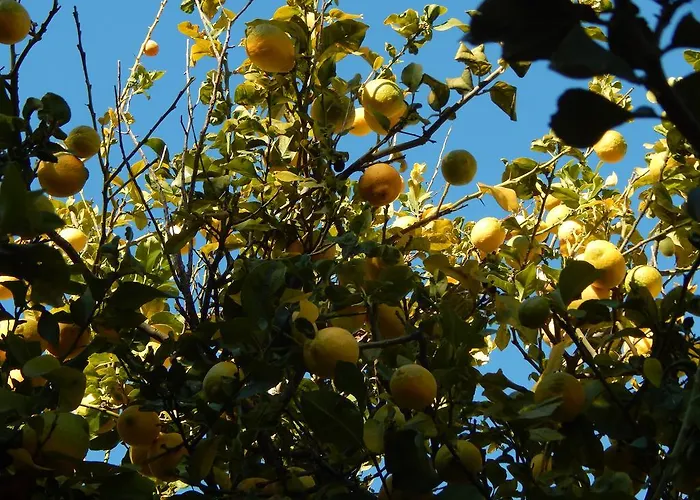 Koru Club מלון 4*