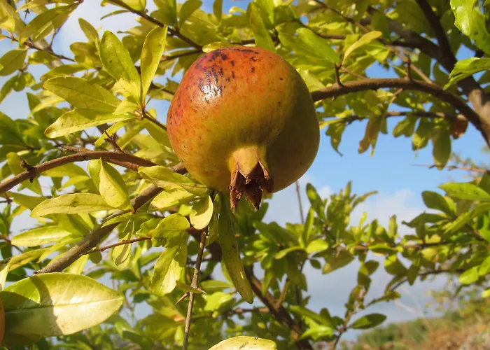 מלון Koru Club 4*