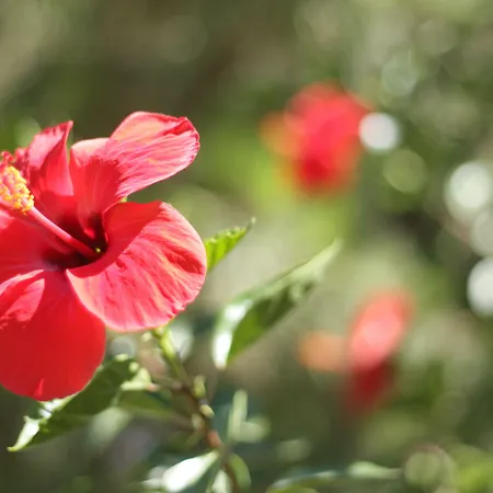 Koru Club 4* Gazipaşa